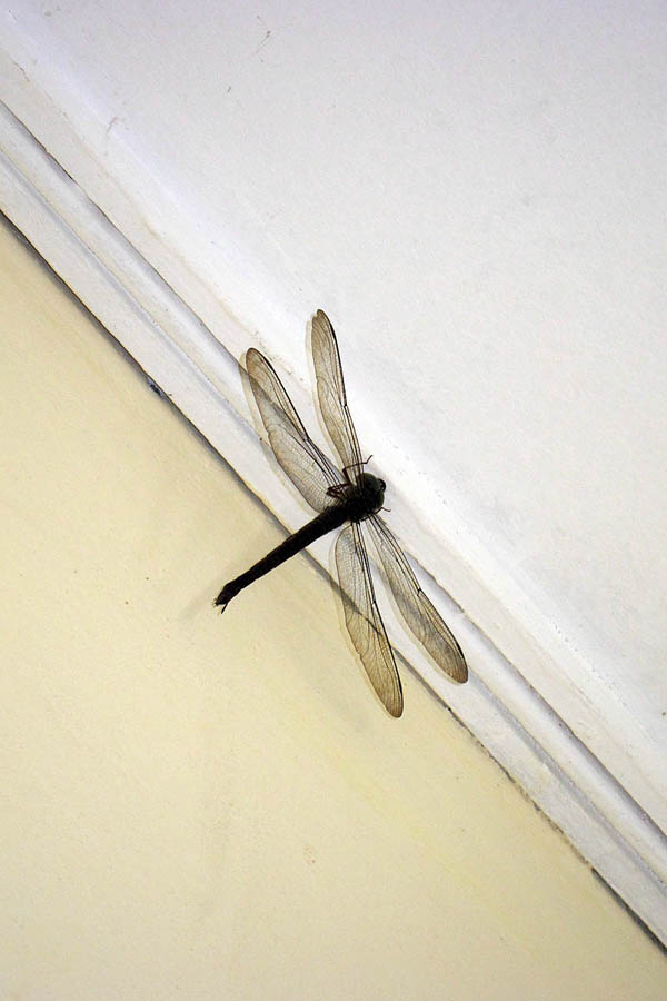 House dragon fly